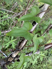 Dioscorea polystachya