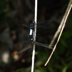 Orthetrum triangulare
