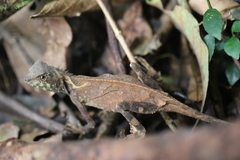 Acanthosaura lepidogaster