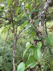 Dioscorea polystachya