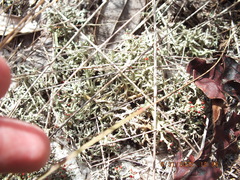 Cladonia leporina