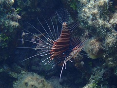Pterois antennata
