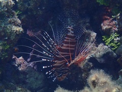 Pterois antennata