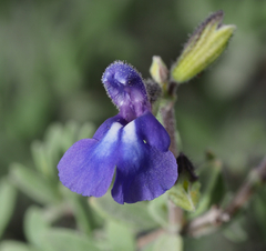 Salvia thymoides