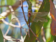 Austrogynacantha heterogena