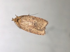 Agonopterix