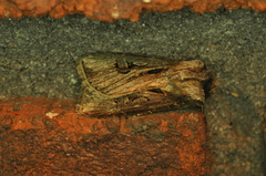Agrotis venerabilis