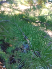 Larix lyallii