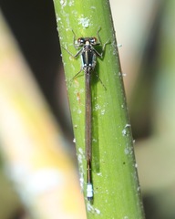 Ischnura damula