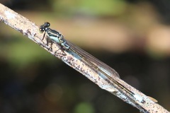 Ischnura damula