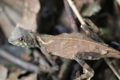 Acanthosaura lepidogaster