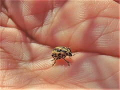 Eudiagogus rosenschoeldi