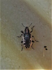 Eudiagogus rosenschoeldi