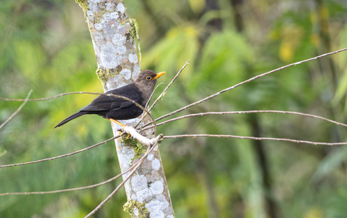 Negros Island Thrush (Turdus nigrorum), photo 4