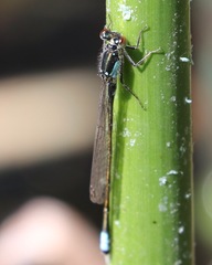 Ischnura damula