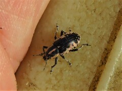 Eudiagogus rosenschoeldi