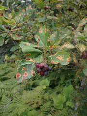 Crataegus douglasii