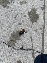 Vespula atropilosa