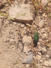 Buprestis aurulenta