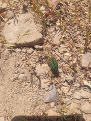 Buprestis aurulenta