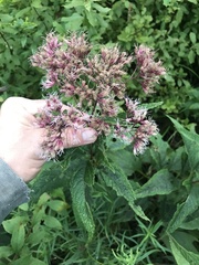 Eutrochium maculatum