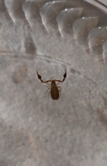 Pseudoscorpiones