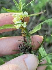 Cuscuta pentagona