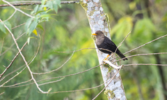 Turdus poliocephalus