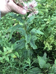 Eutrochium maculatum