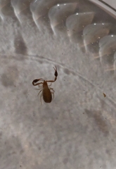 Pseudoscorpiones