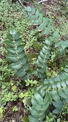 Berberis nervosa