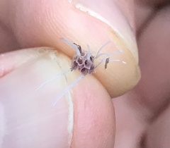 Eutrochium maculatum