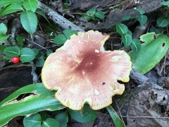 Tricholomopsis rutilans