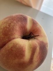 Svercacheta siamensis