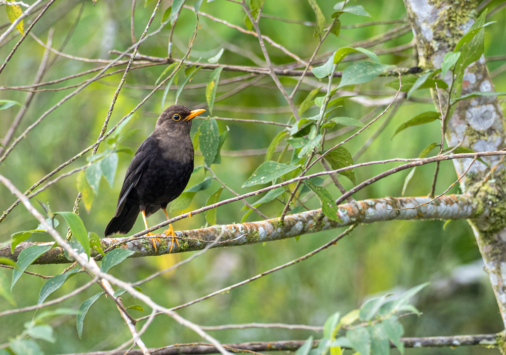 Mindanao Island-Thrush (Turdus nigrorum) photo
