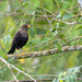 Turdus nigrorum - Photo (c) Forest Botial-Jarvis, algunos derechos reservados (CC BY-NC), subido por Forest Botial-Jarvis