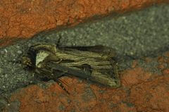 Agrotis venerabilis