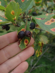 Crataegus douglasii