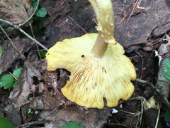 Tricholomopsis rutilans