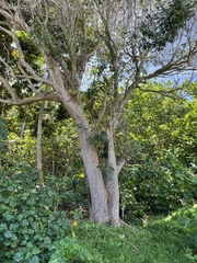 Syzygium cumini