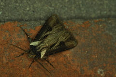 Agrotis venerabilis