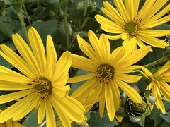 Silphium perfoliatum