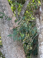 Syzygium cumini