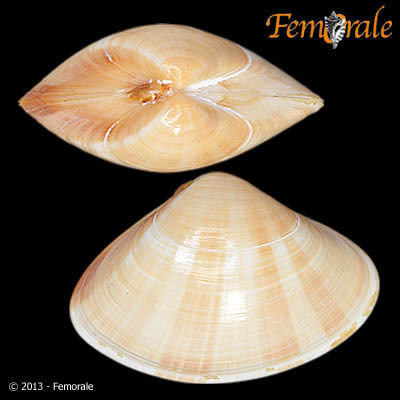 Tivela dentaria