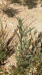 Salix exigua