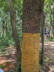 Elaeocarpus floribundus