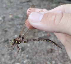 Boyeria vinosa