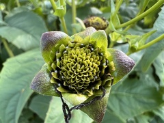 Silphium perfoliatum