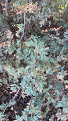 Berberis fremontii
