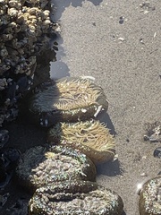 Anthopleura xanthogrammica